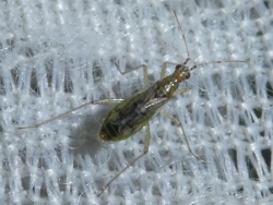 Dicyphus stachydis